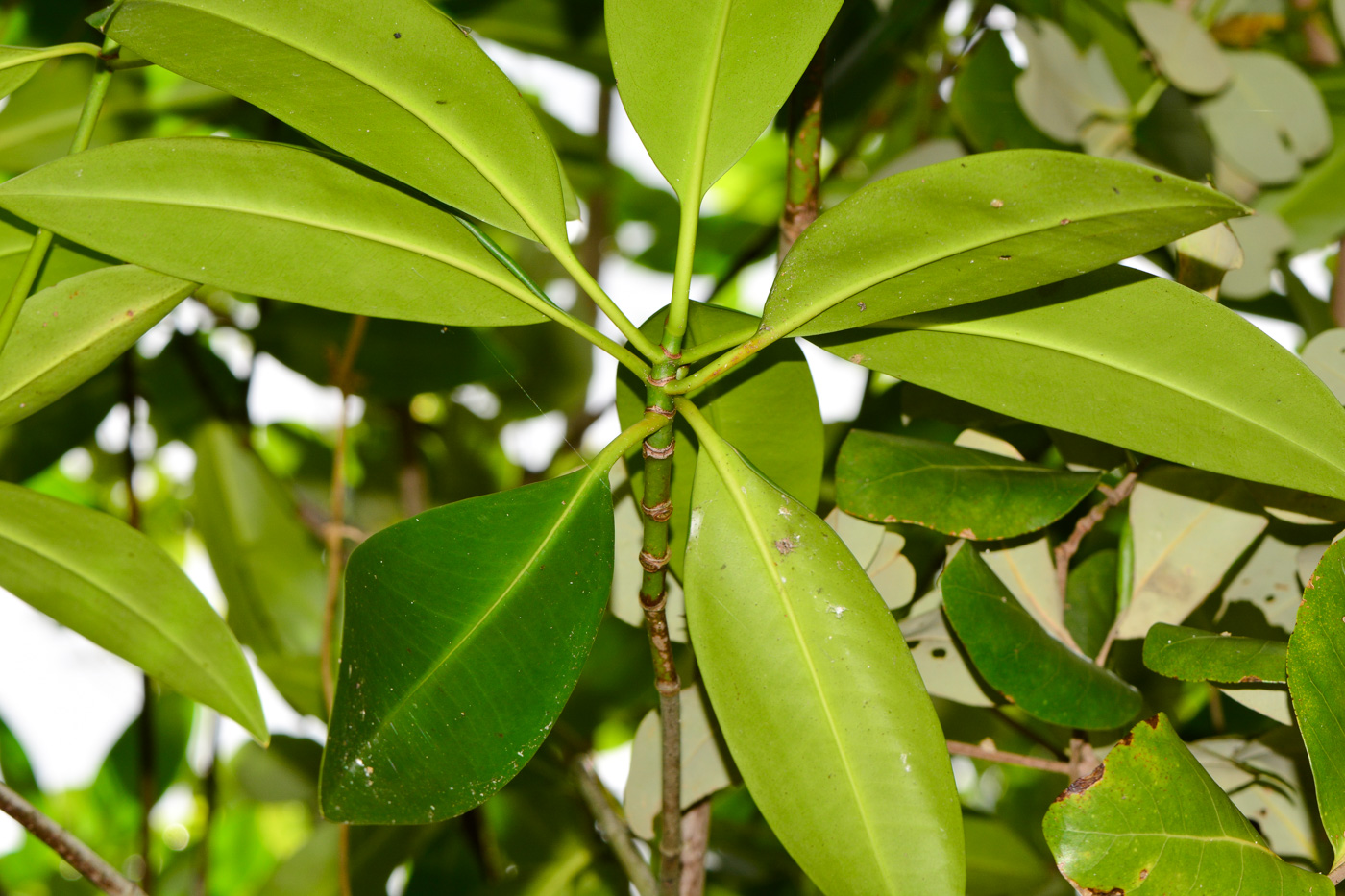 Image of Rhizophora mucronata specimen.