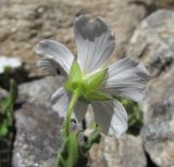 Cerastium undulatifolium
