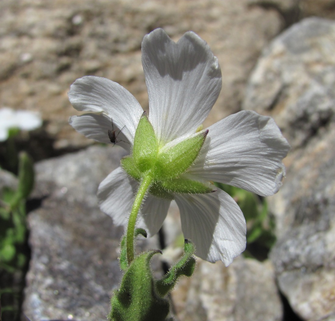 Изображение особи Cerastium undulatifolium.