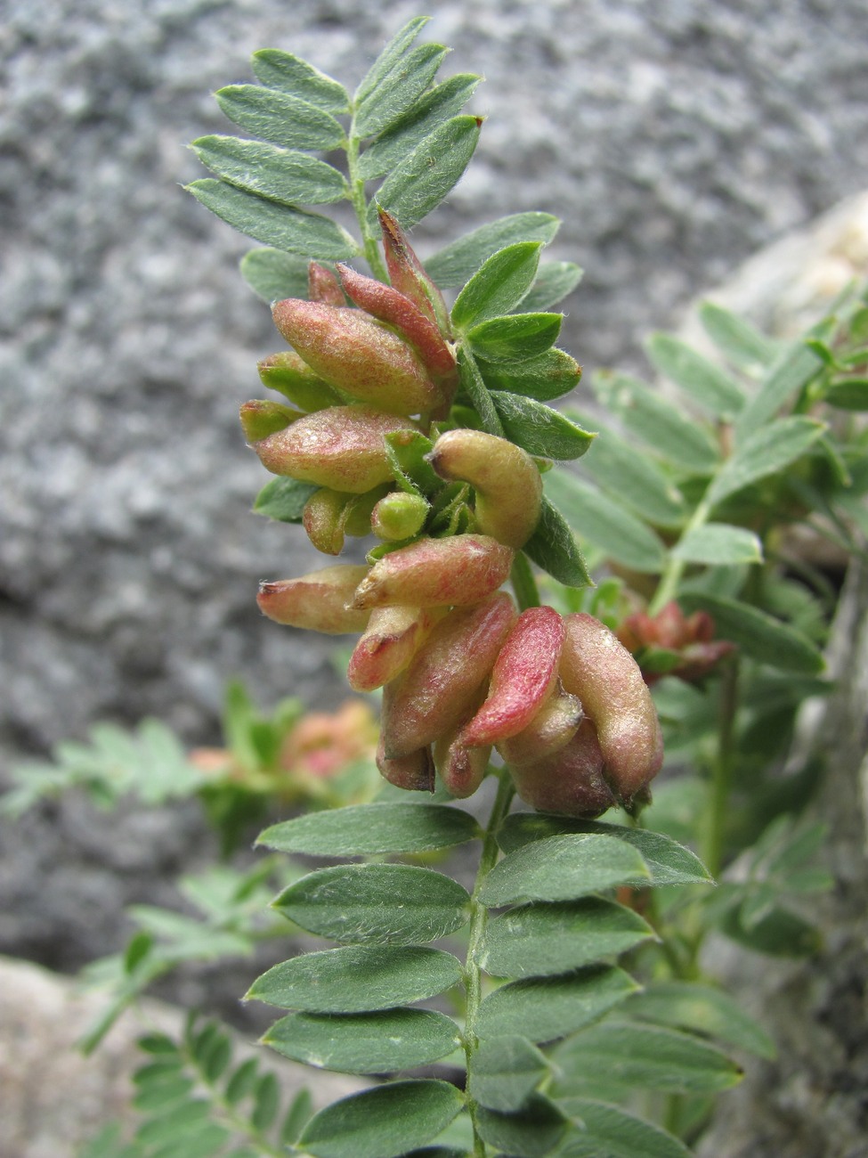 Изображение особи семейство Fabaceae.