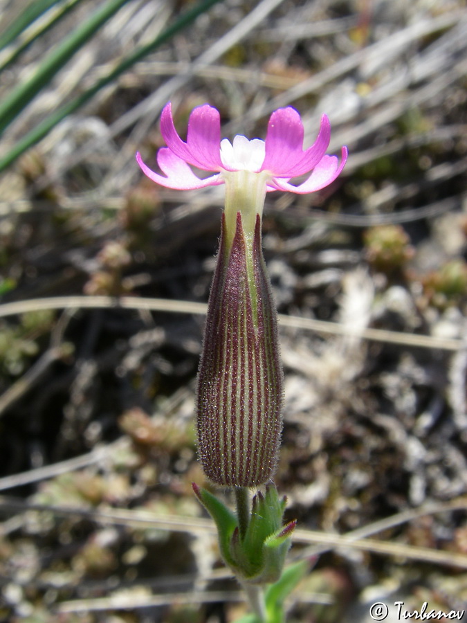 Image of Pleconax subconica specimen.