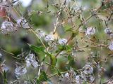 Lactuca serriola