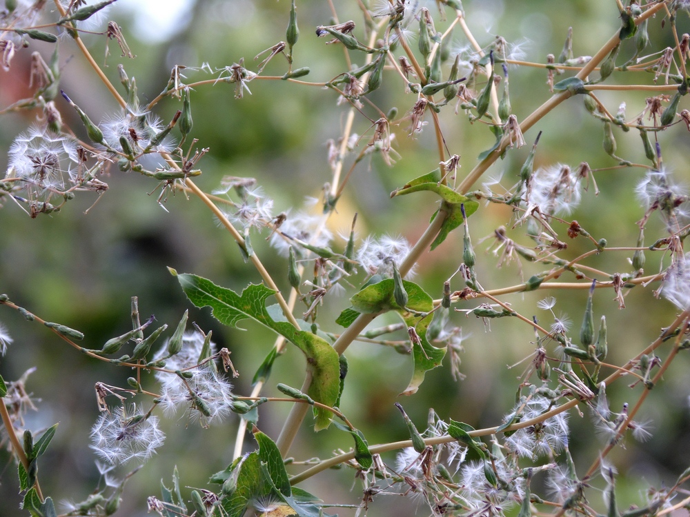 Изображение особи Lactuca serriola.