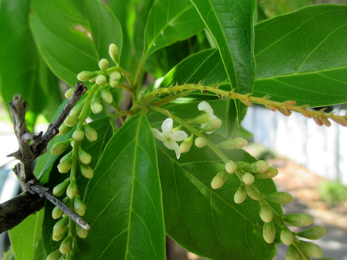 Изображение особи Citharexylum spinosum.