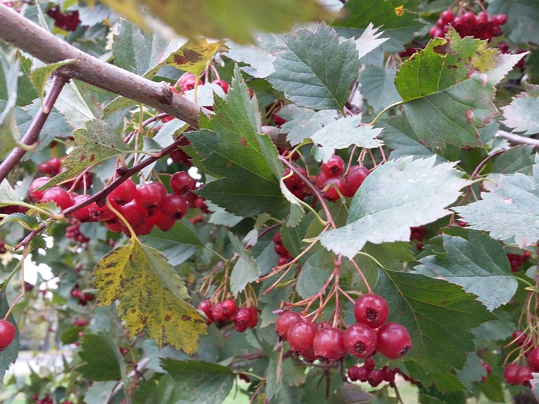 Изображение особи род Crataegus.