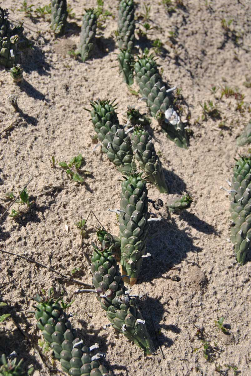 Image of Euphorbia caput-medusae specimen.