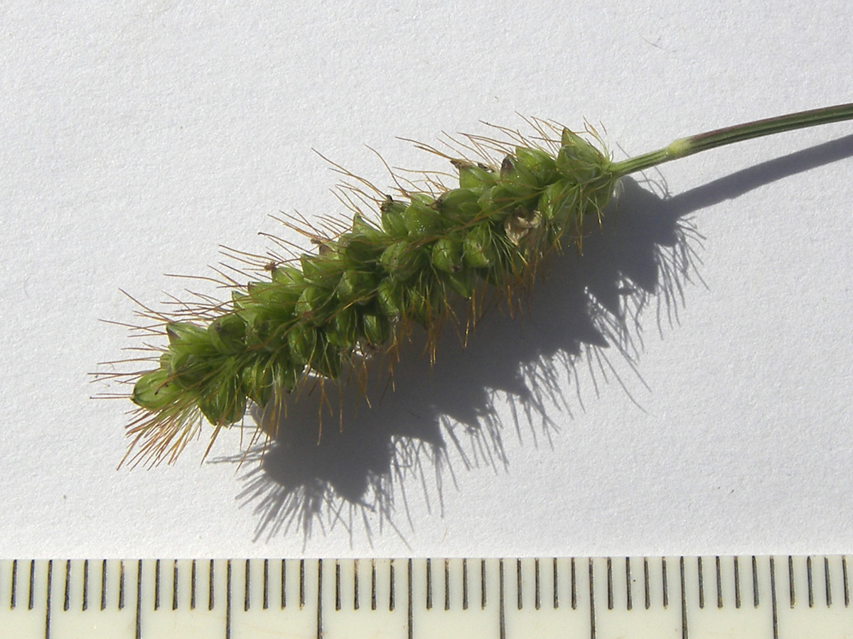 Image of Setaria pumila specimen.