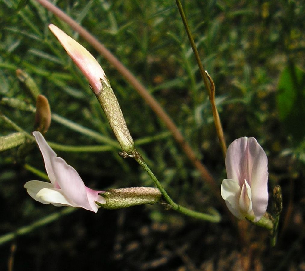 Изображение особи Astragalus ucrainicus.