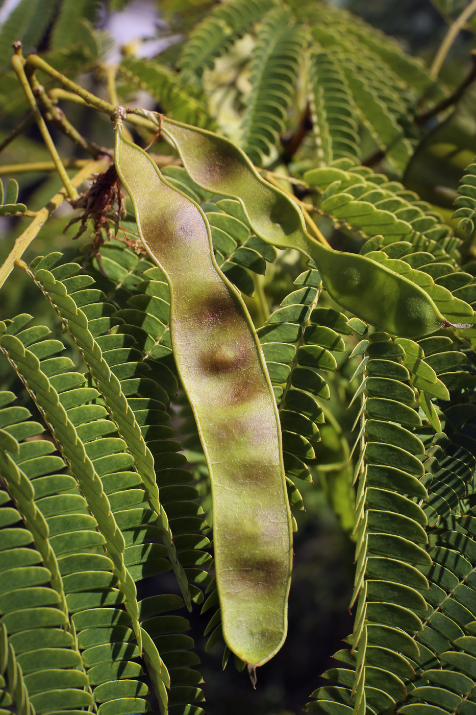 Image of Albizia julibrissin specimen.