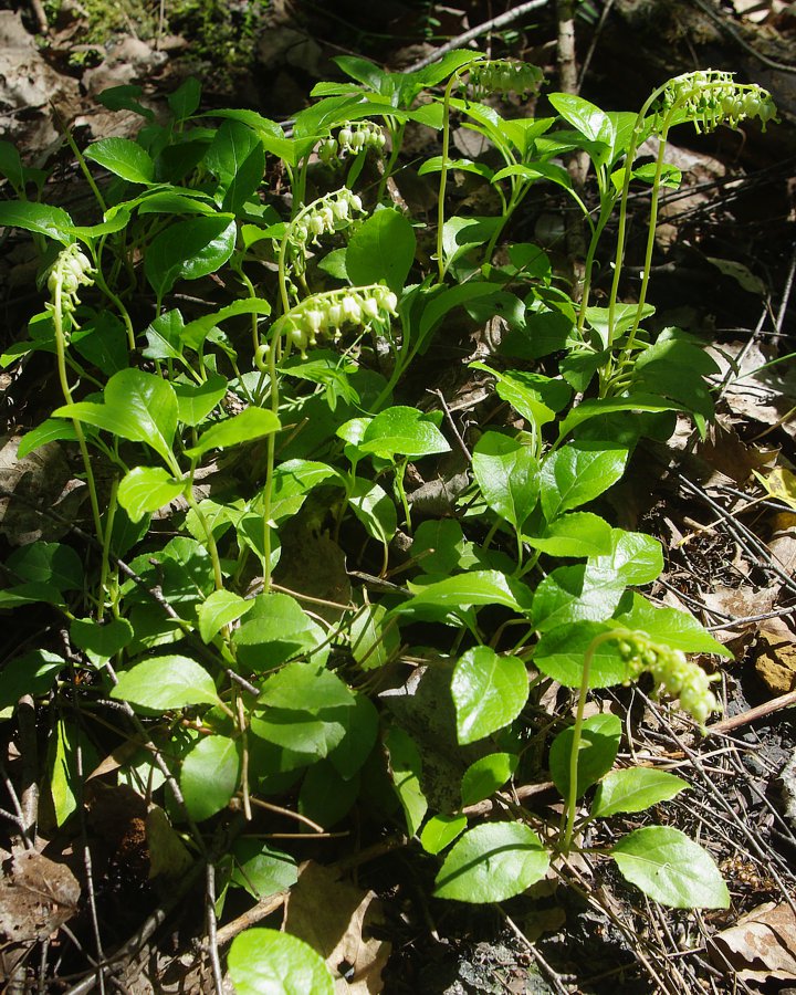 Изображение особи Orthilia secunda.