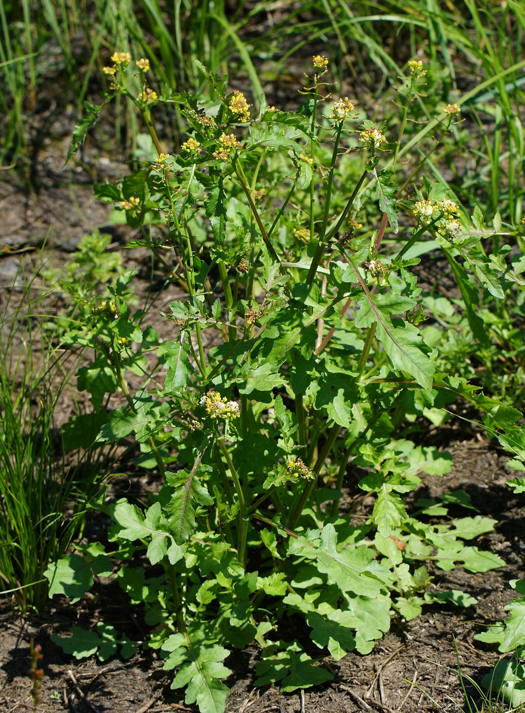 Изображение особи Rorippa palustris.