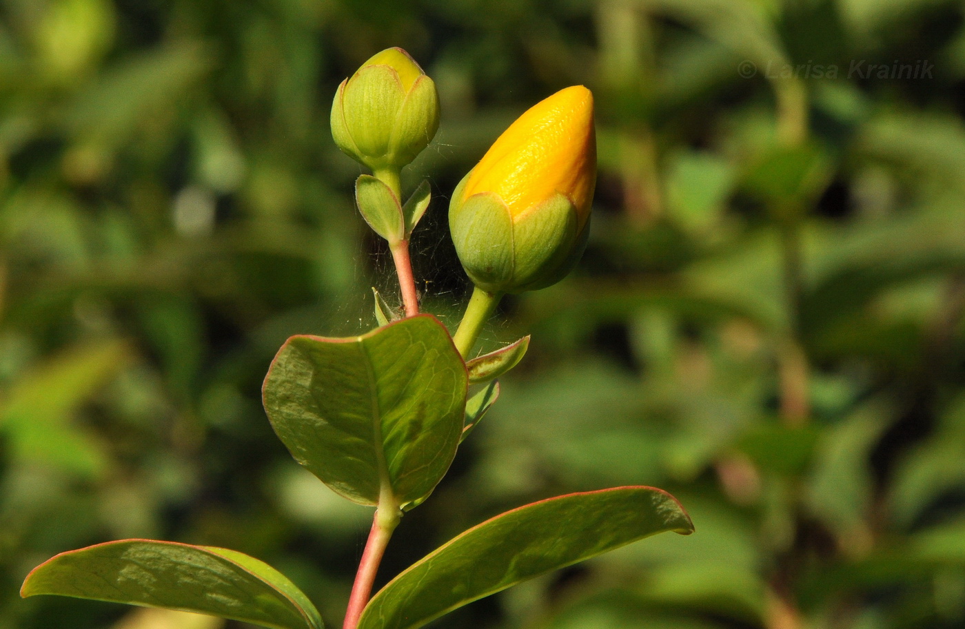 Image of Hypericum calycinum specimen.