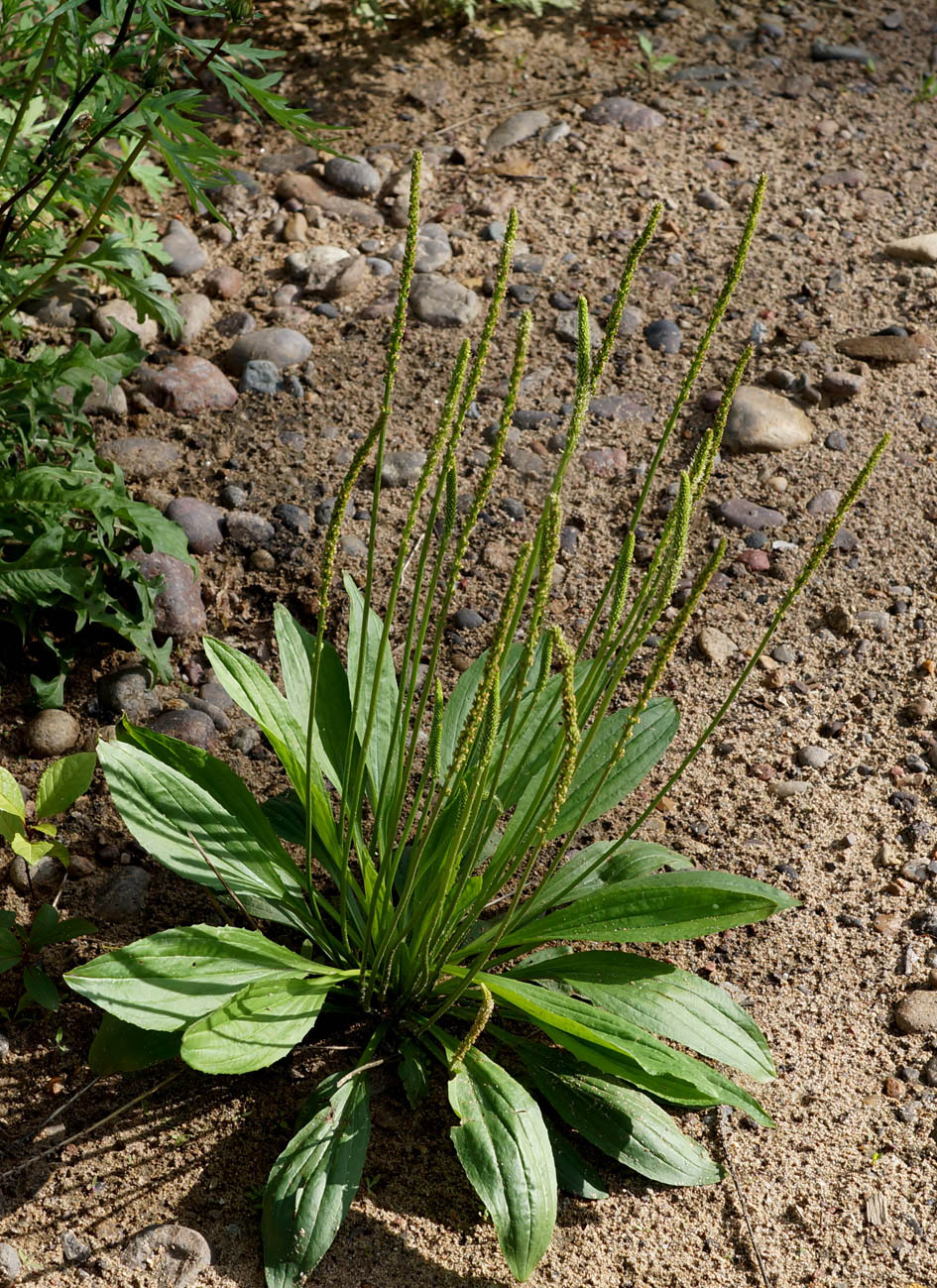 Изображение особи Plantago depressa.