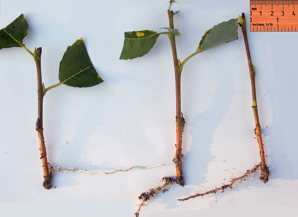Image of Salix cardiophylla specimen.