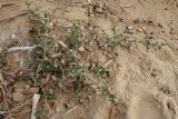 Salsola pontica