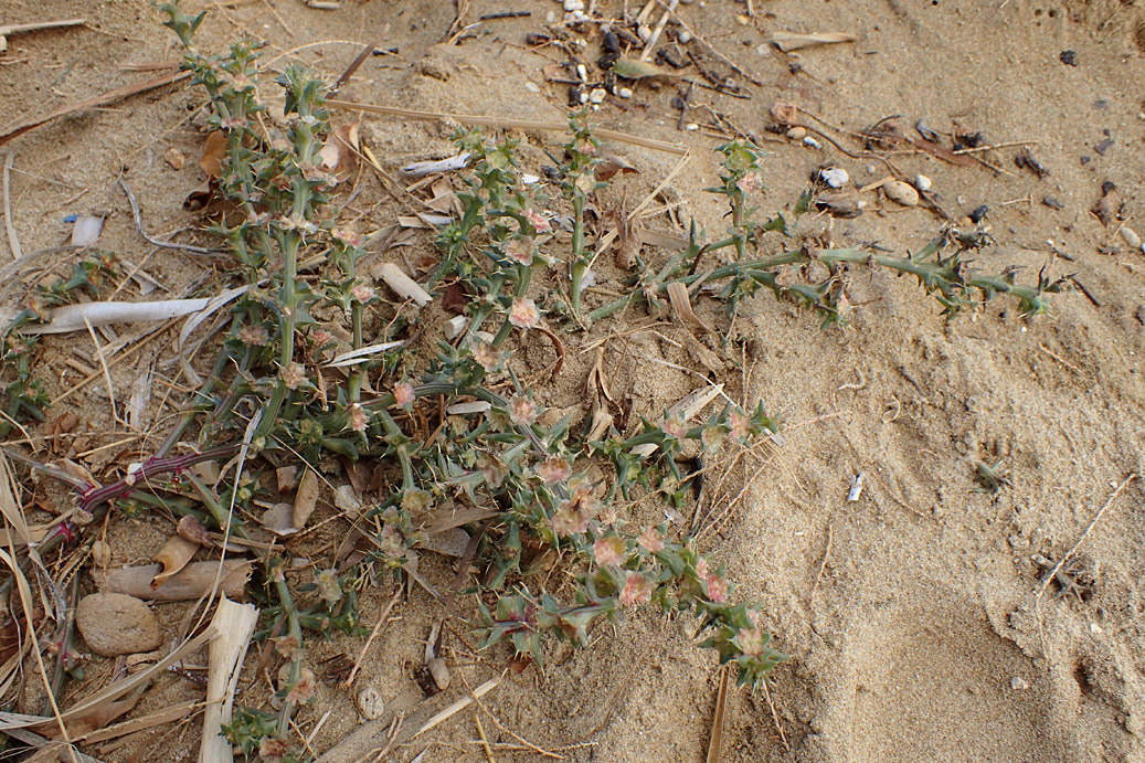 Изображение особи Salsola pontica.