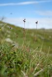 Luzula multiflora subspecies frigida. Плодоносящее растение. Мурманская обл., Кольский р-н, окр. пос. Дальние Зеленцы, окр. Столбового озера, склон восточной экспозиции небольшой сопки, нивальная луговина. 03.08.2017.