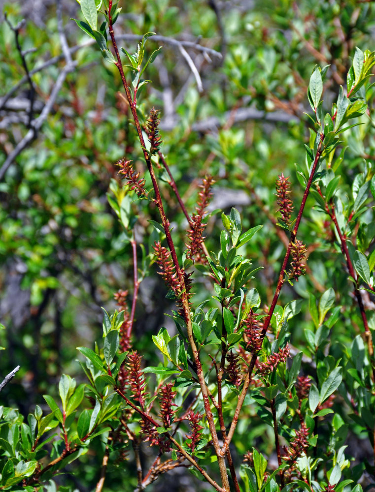 Image of genus Salix specimen.