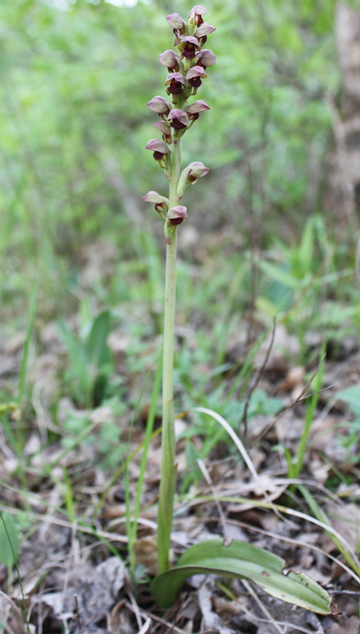 Image of Steveniella satyrioides specimen.