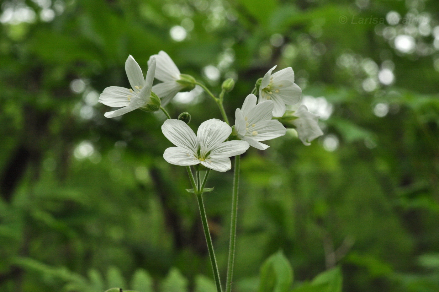 Изображение особи Cerastium pauciflorum.