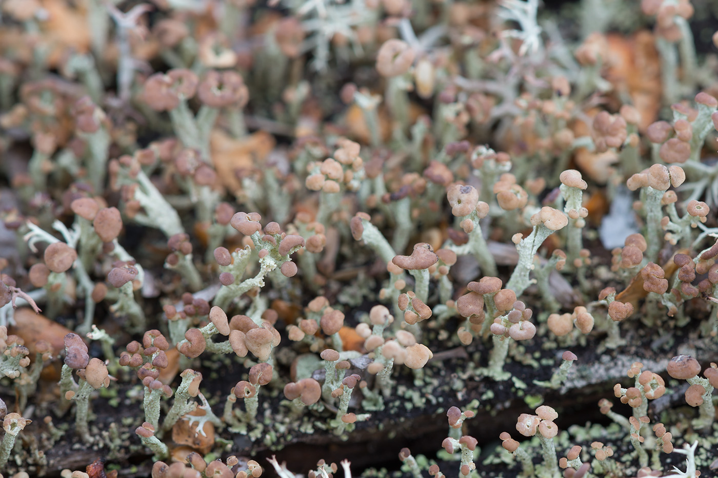 Изображение особи Cladonia botrytes.