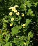 Pyrethrum parthenium