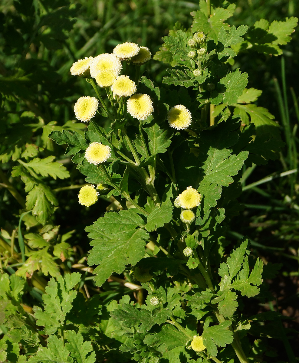 Изображение особи Pyrethrum parthenium.