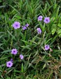 Ruellia simplex