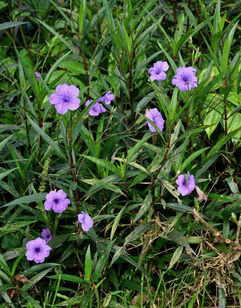 Изображение особи Ruellia simplex.