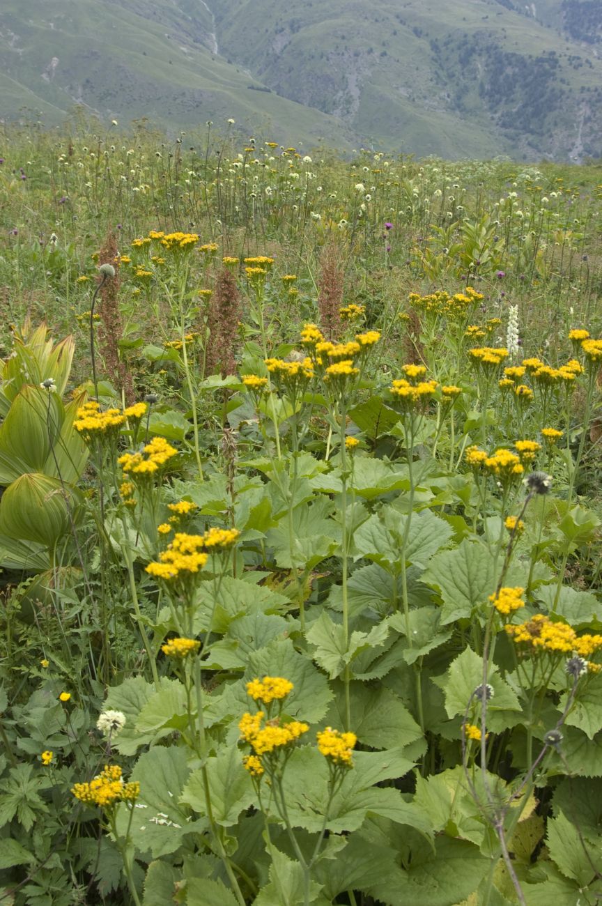 Image of Caucasalia macrophylla specimen.