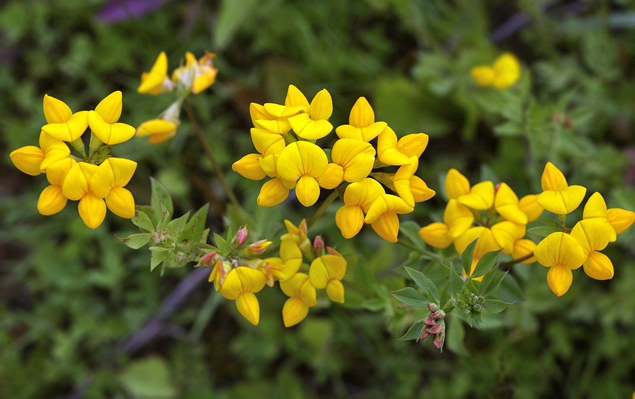 Изображение особи Lotus corniculatus.