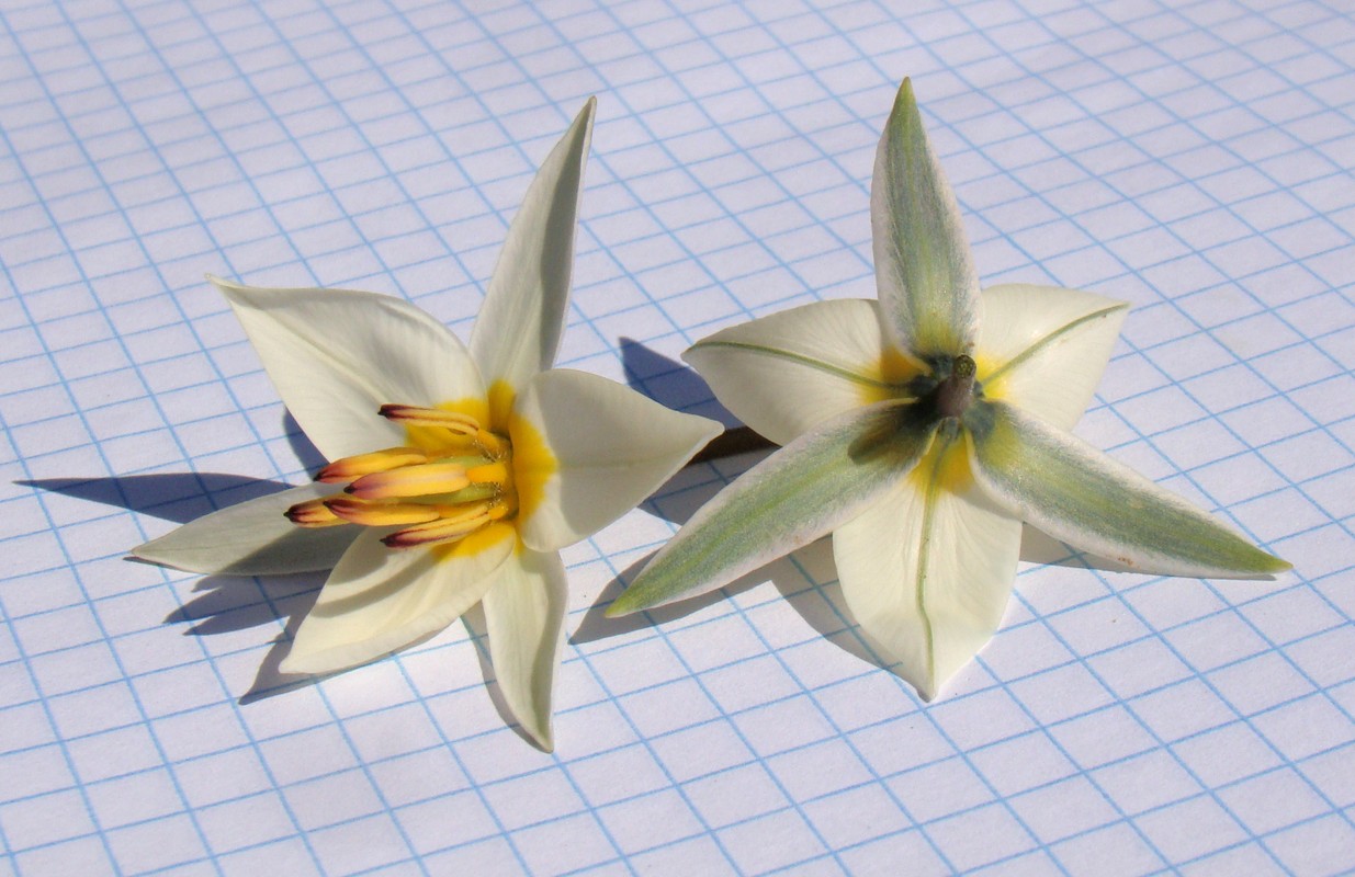 Image of Tulipa bifloriformis specimen.