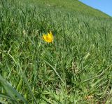 Tulipa scythica