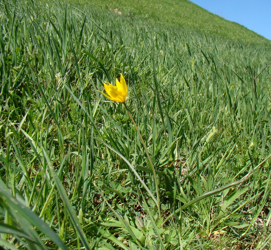 Image of Tulipa scythica specimen.