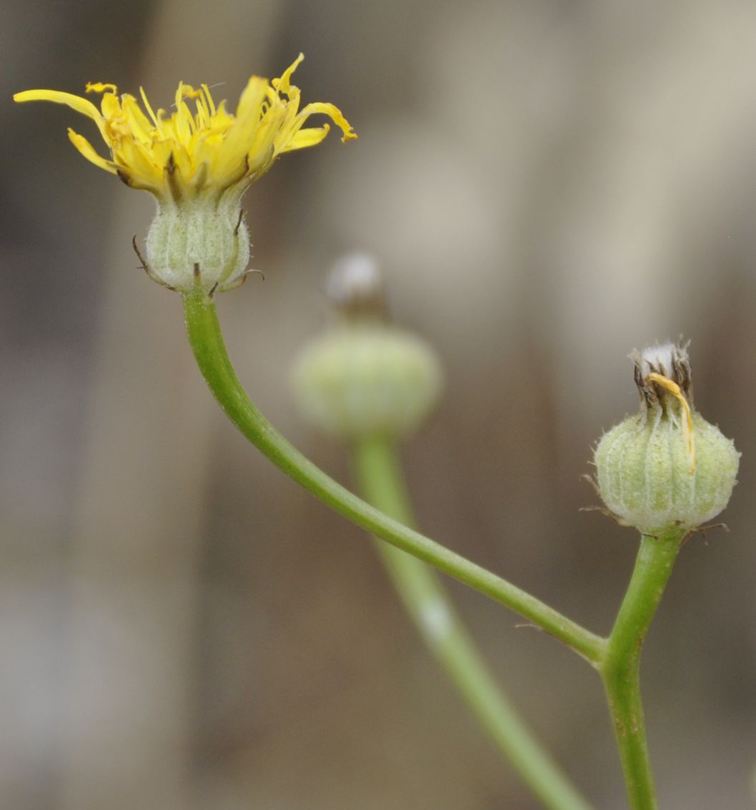 Изображение особи Crepis dioscoridis.