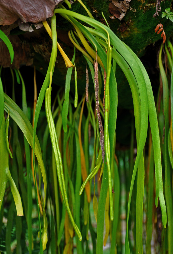 Image of Platycerium coronarium specimen.