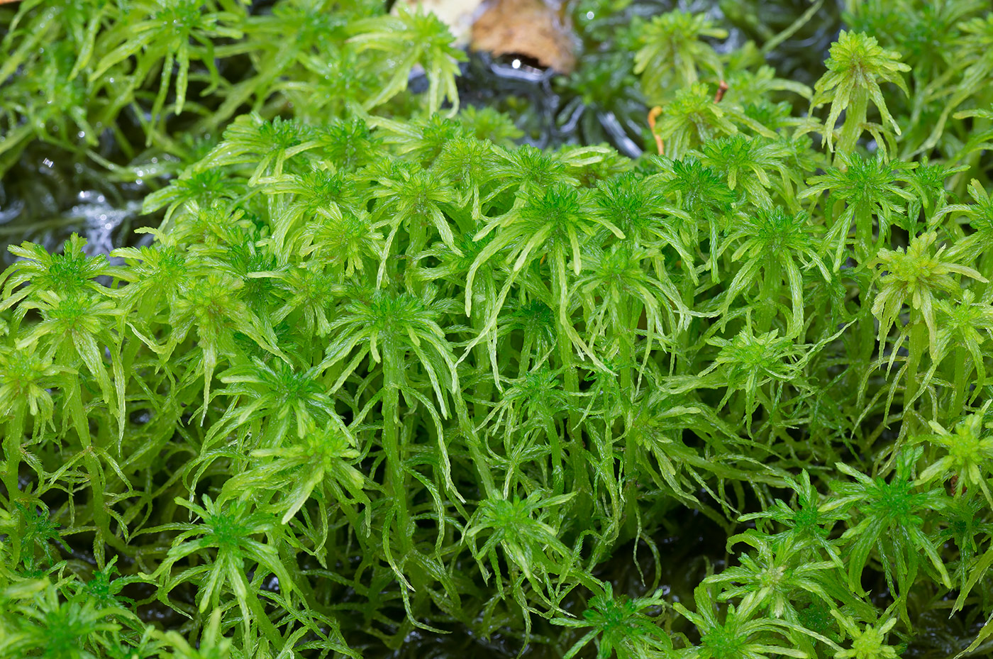 Image of Sphagnum girgensohnii specimen.