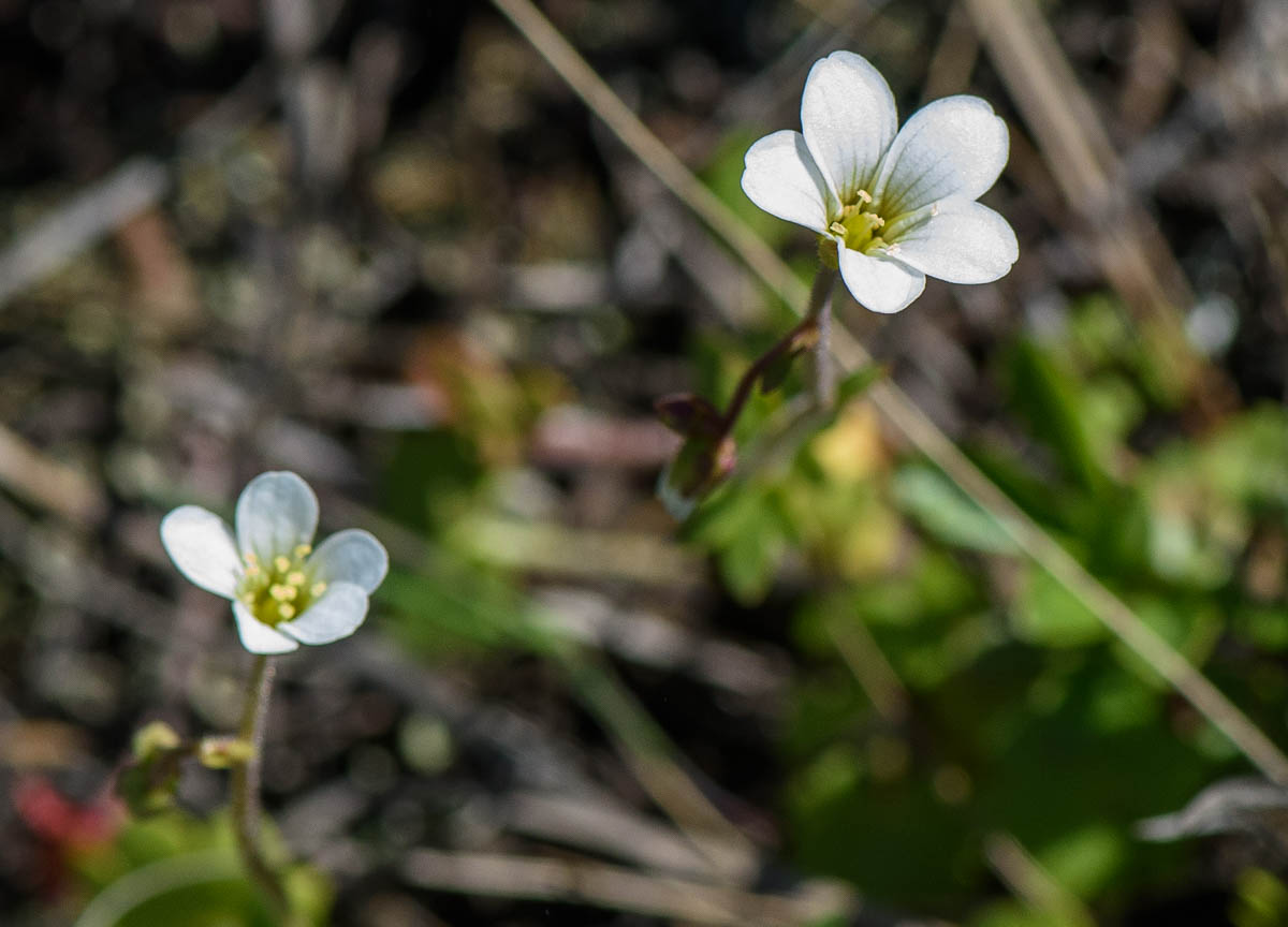 Image of Saxifraga sibirica specimen.