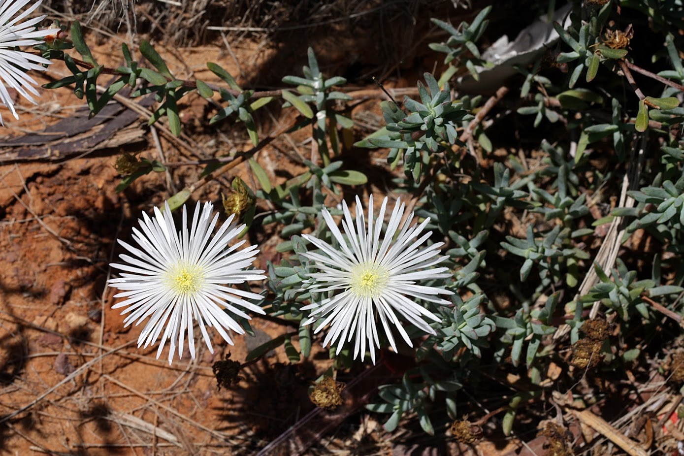 Изображение особи семейство Aizoaceae.