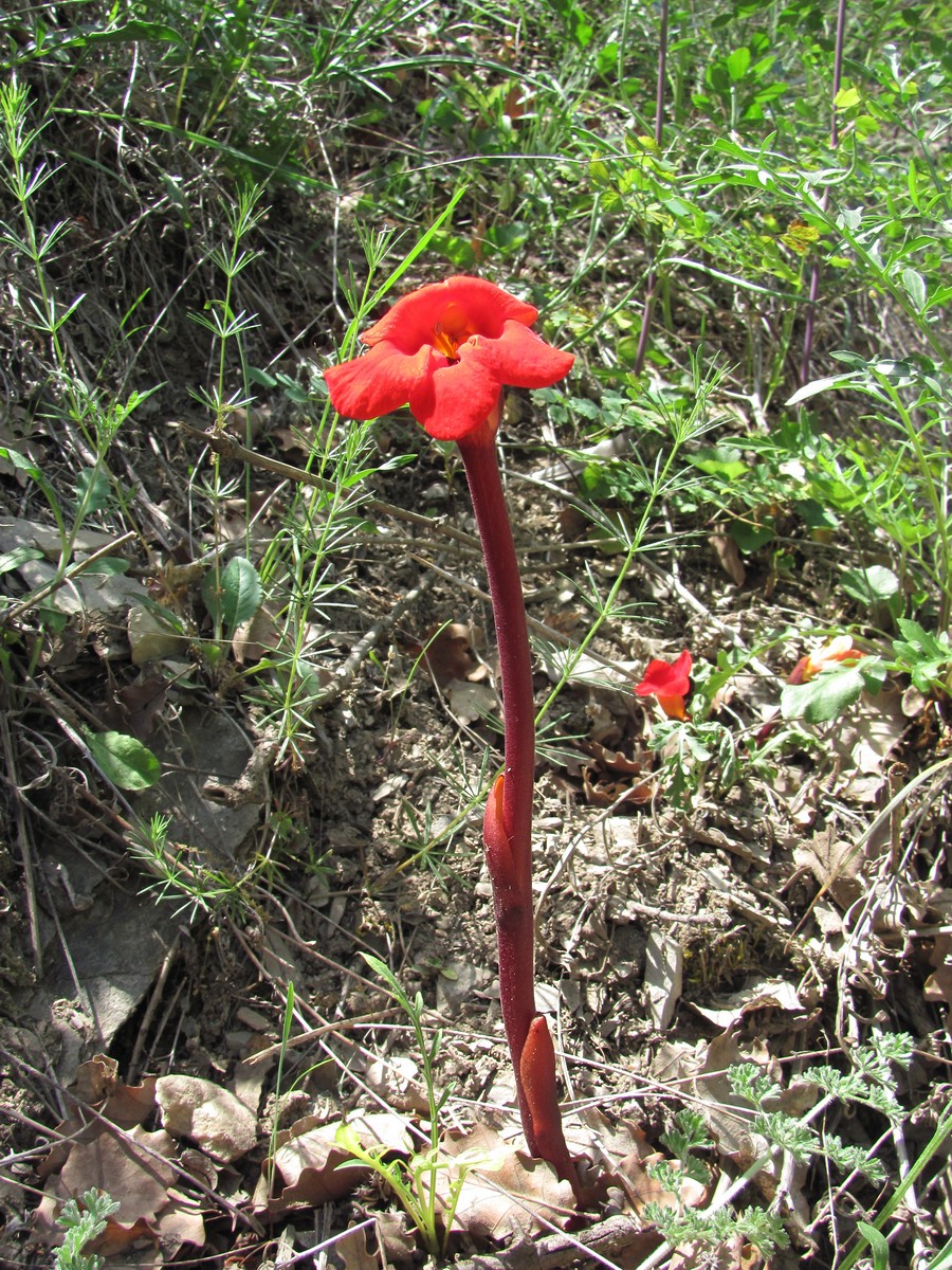 Изображение особи Phelypaea coccinea.