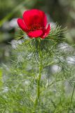 Paeonia tenuifolia. Верхушка цветущего растения. Грузия, Тбилиси, ботанический сад. 01.05.2018.