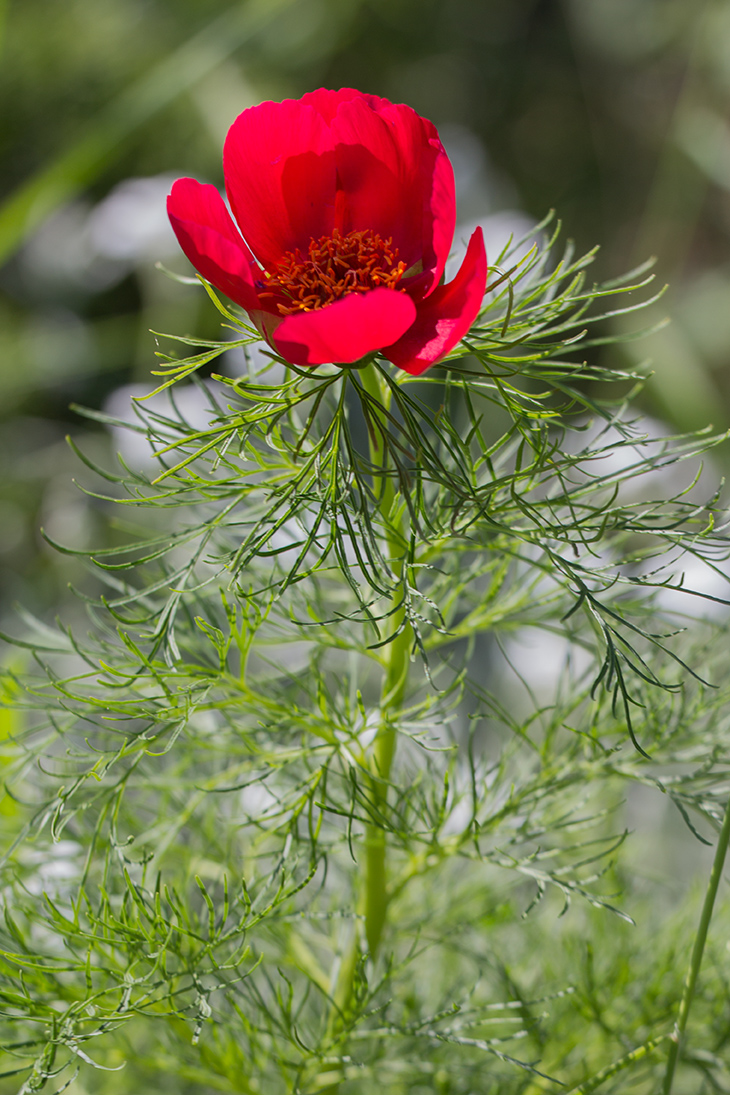 Image of Paeonia tenuifolia specimen.