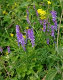 Vicia tenuifolia. Верхушка цветущего растения. Тульская обл., Ефремовский р-н, долина р. Красивая Меча, разнотравная степь. 03.06.2018.