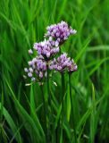 Allium angulosum. Соцветия. Московская обл., Орехово-Зуевский р-н, долина р. Нерская, пойменный луг. 14.06.2018.