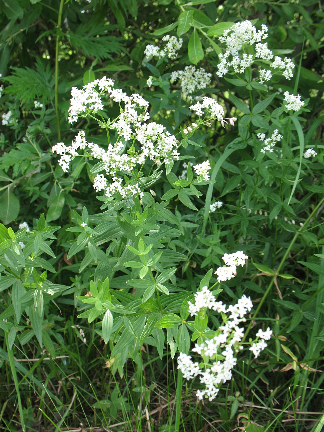 Image of Galium boreale specimen.