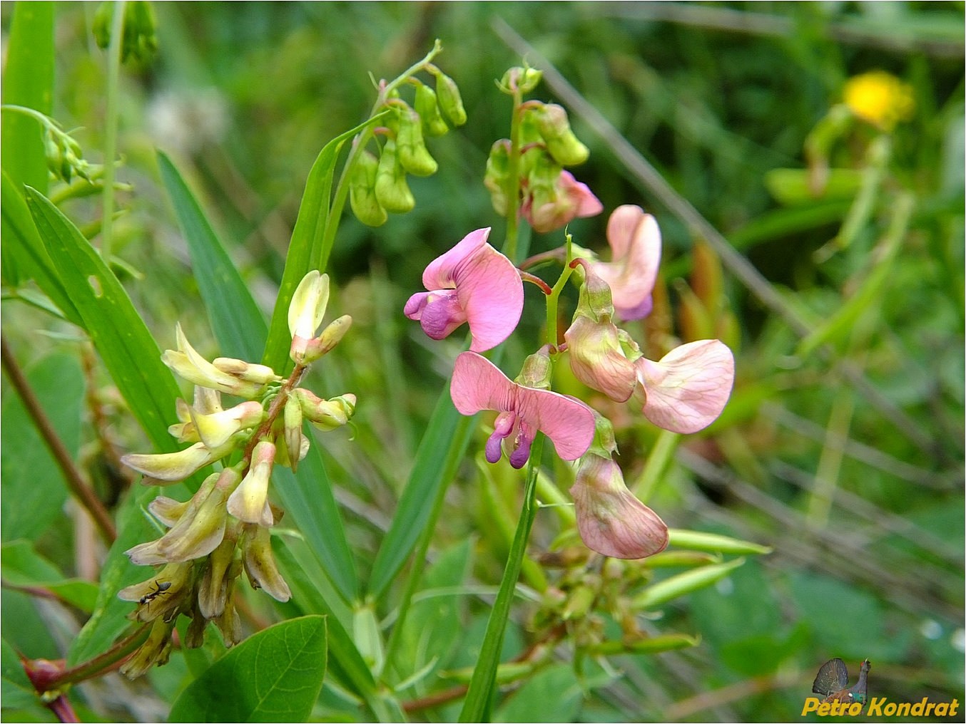 Изображение особи Lathyrus sylvestris.