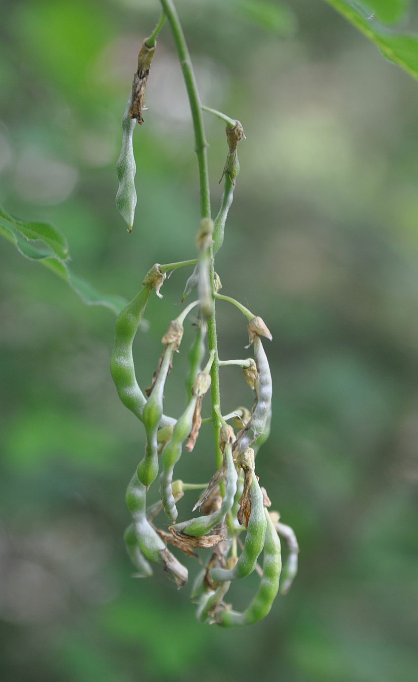 Изображение особи Laburnum anagyroides.