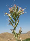 Silene gebleriana. Соцветие. Южный Казахстан, Сырдарьинский Каратау, горы Улькунбурултау, ≈ 700 м н.у.м., мезофильное местообитание у солоноватого родника Карабастау. 27 июля 2018 г.