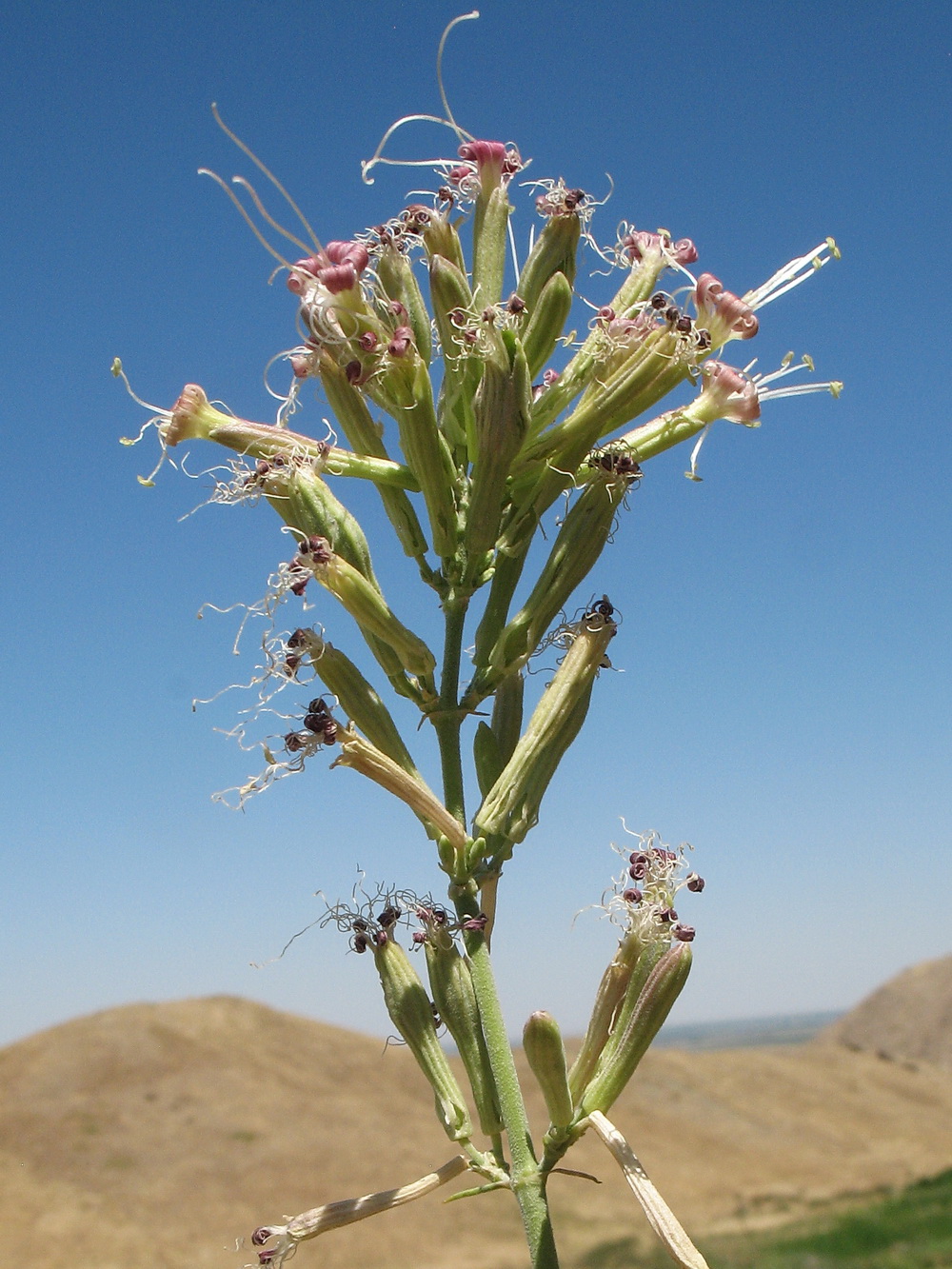 Изображение особи Silene gebleriana.