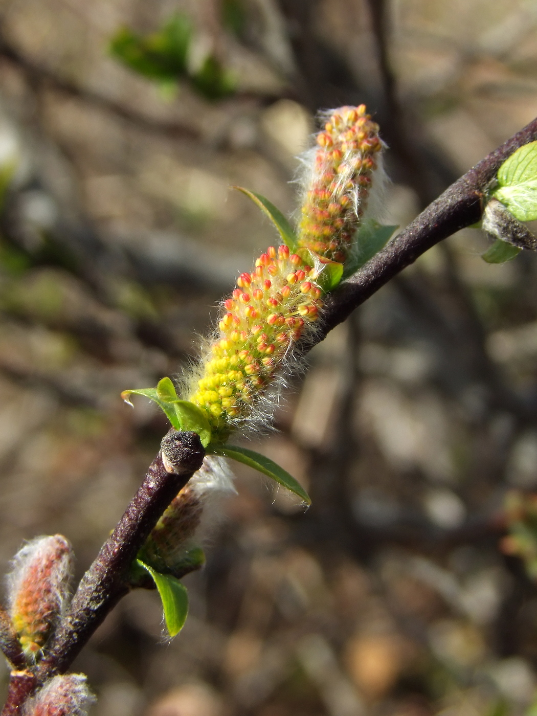 Изображение особи Salix hastata.